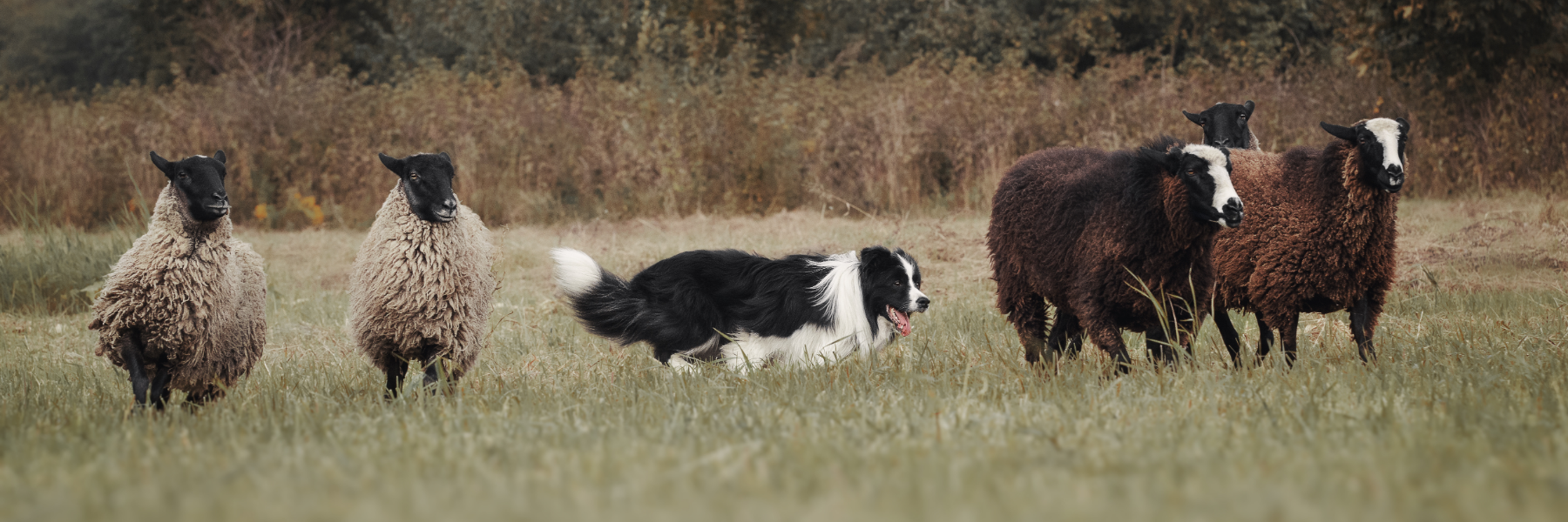 éducateur canin pour border collie