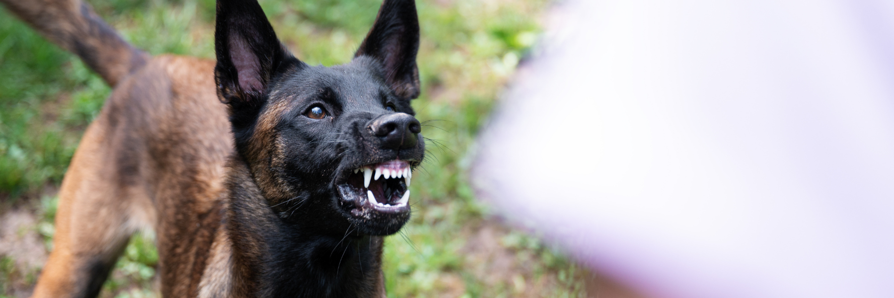 Comportementaliste pour chien autour de moi