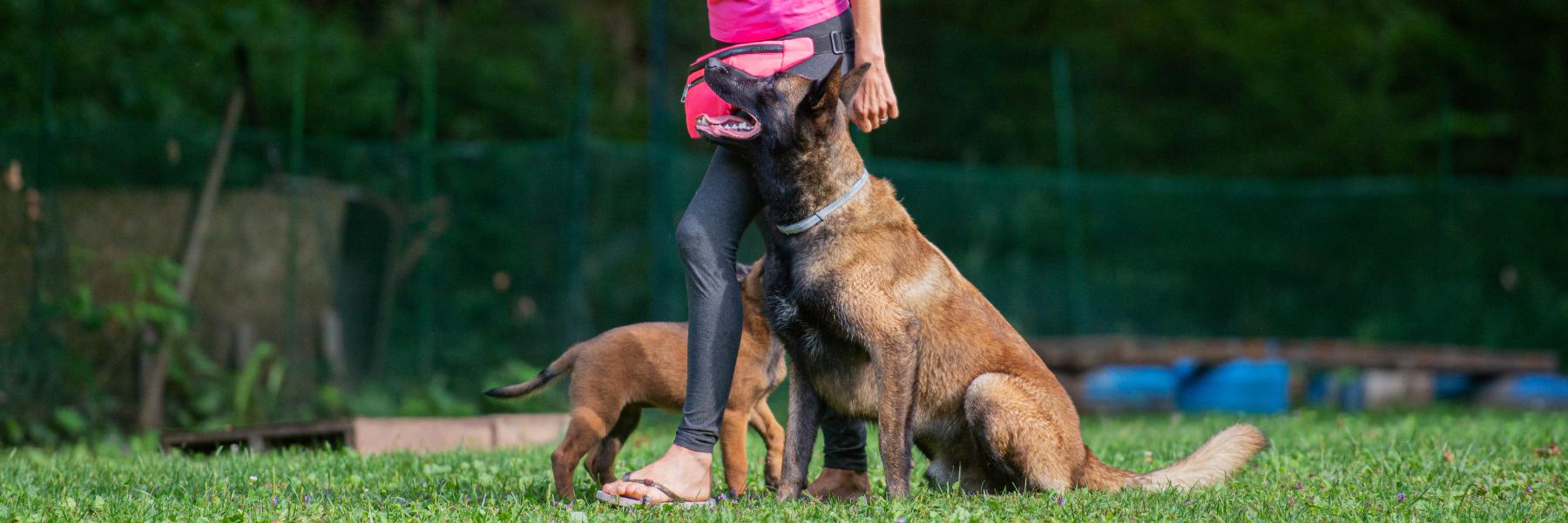 éducateur canin à domicile