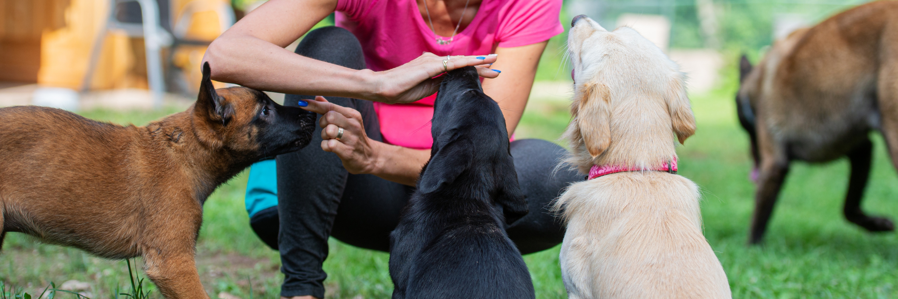 éducateur pour chiots
