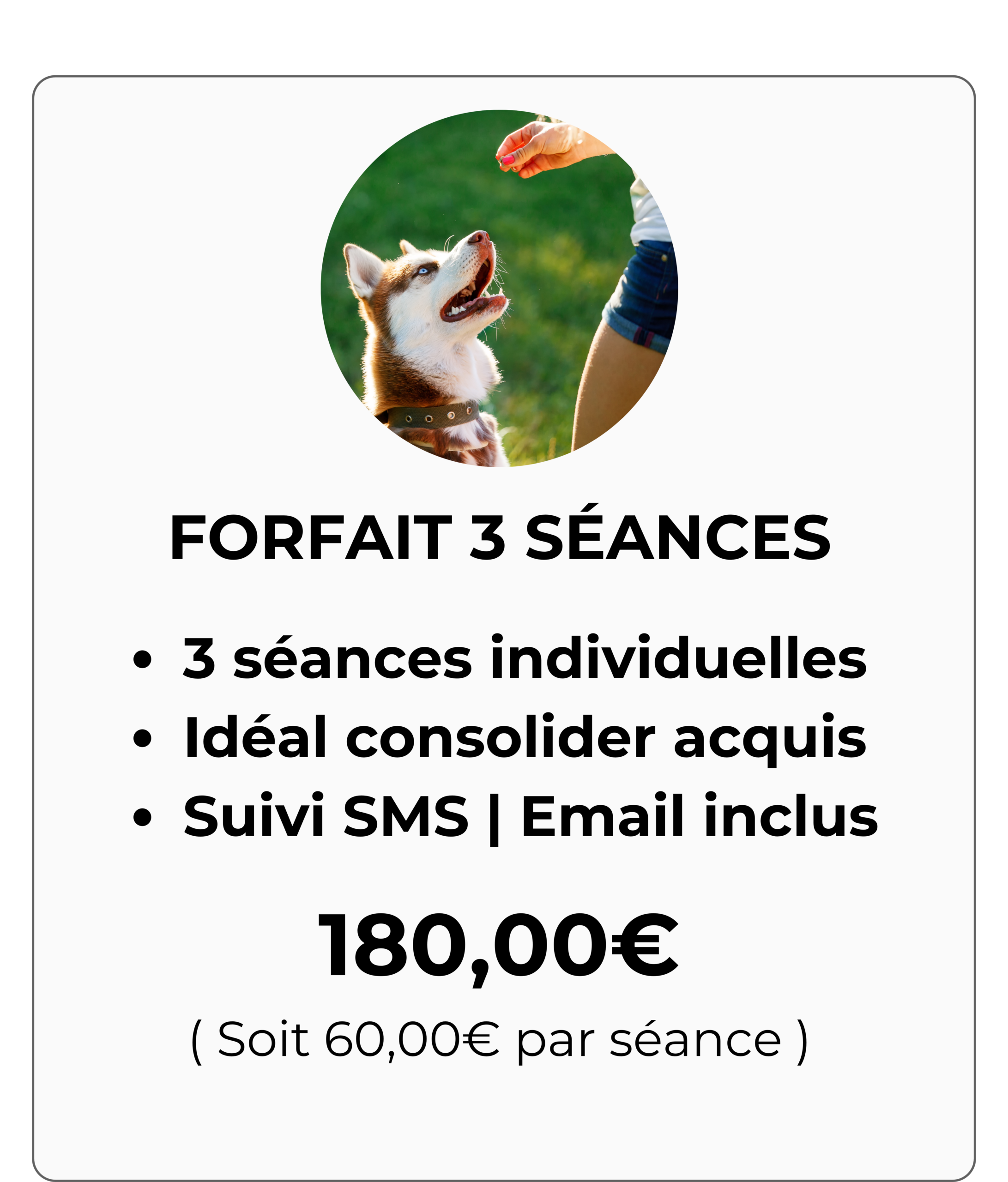 cours d'éducation canine à domicile